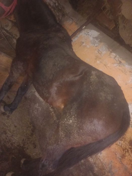 Cal de vânzare este foarte bună la ham facem orice peoba