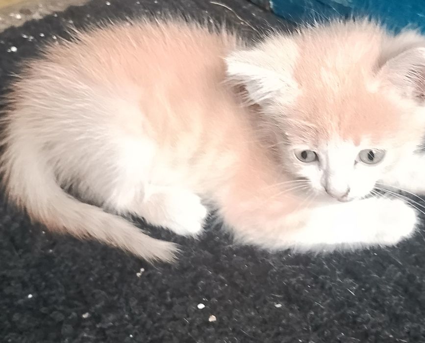 Отдам котёнка рыженького