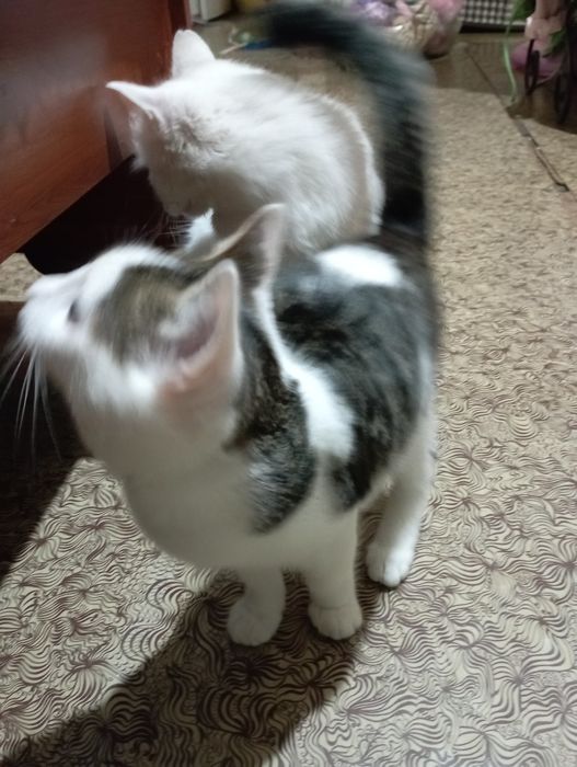 Отдам котика. Мальчик