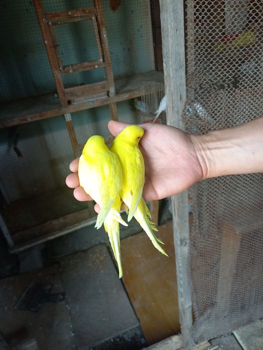 Ruchnoy toti sotiladi