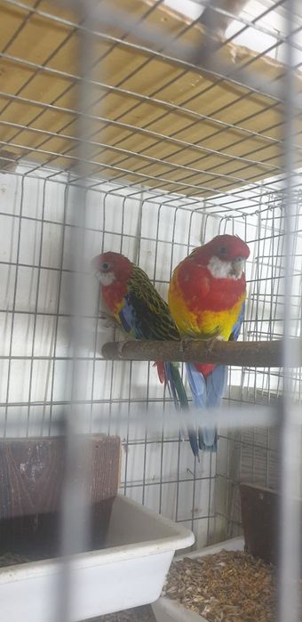 Papagali rosella (pereche matura)