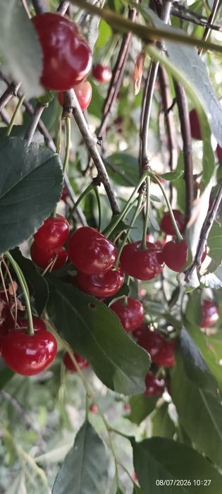 Продам вишню. 1 литр 600 тг