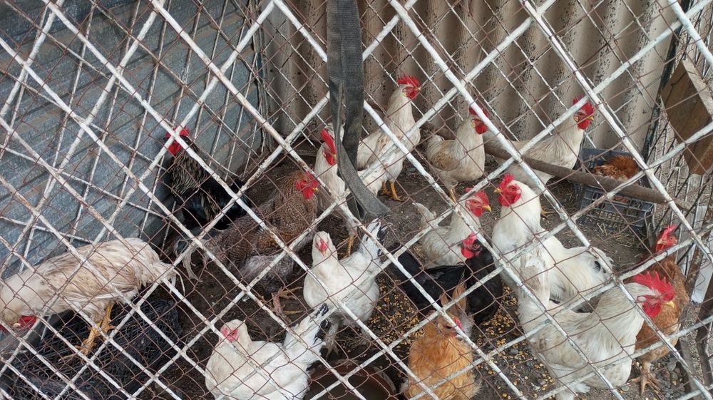 Продам домашних кур и петухов