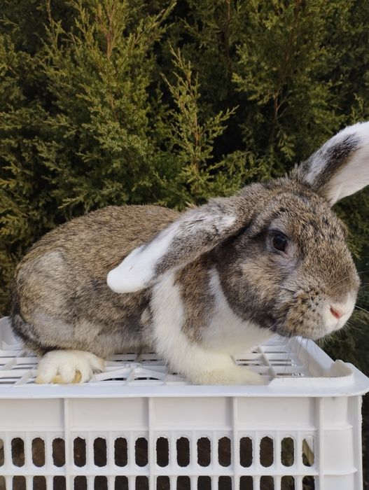 Продам кроликов.