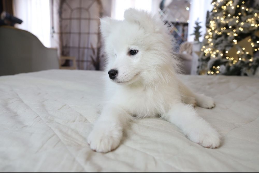 Мальчик самоедская собака