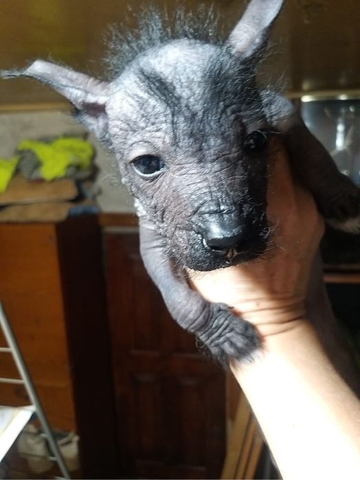 Китайская хохлатая