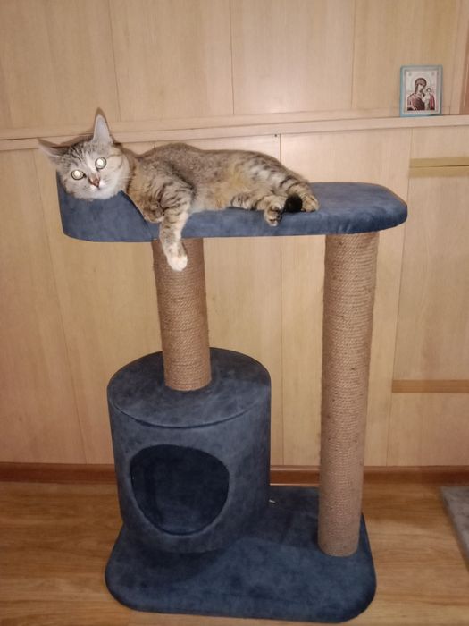 Когтеточки  для кошек