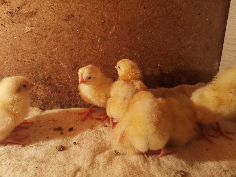 продам цыплят леггорн стандарт