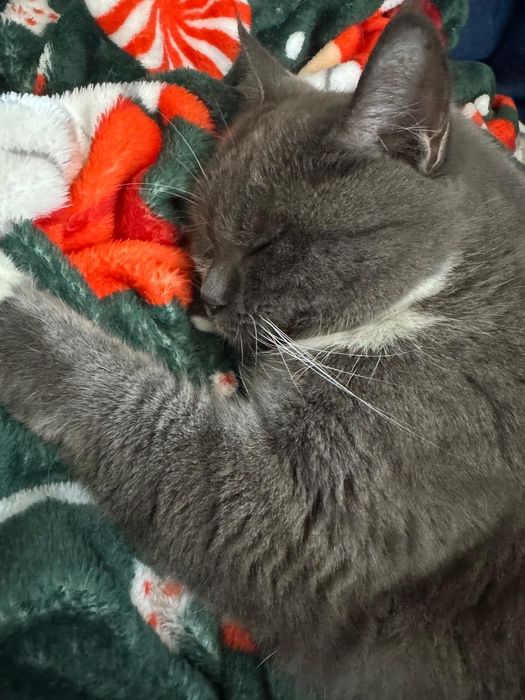 Кошка в добрые руки