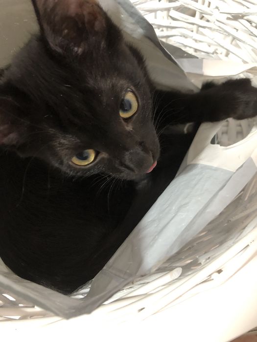 Котенок 4 месяца