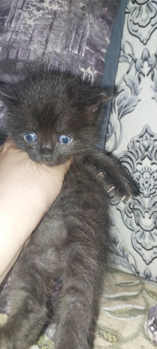 Продам Шотландских котят