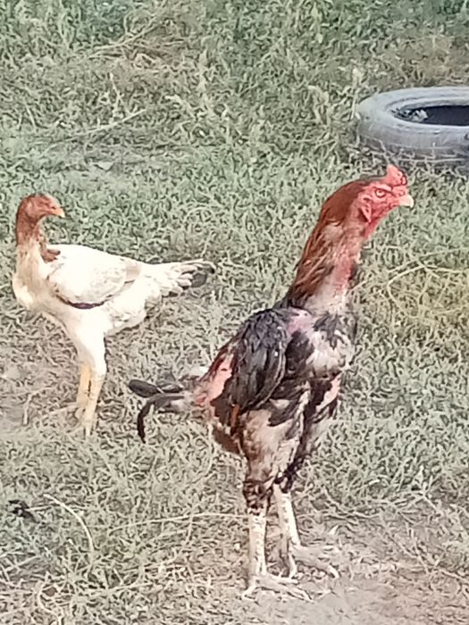 Дакан бойцовские куры