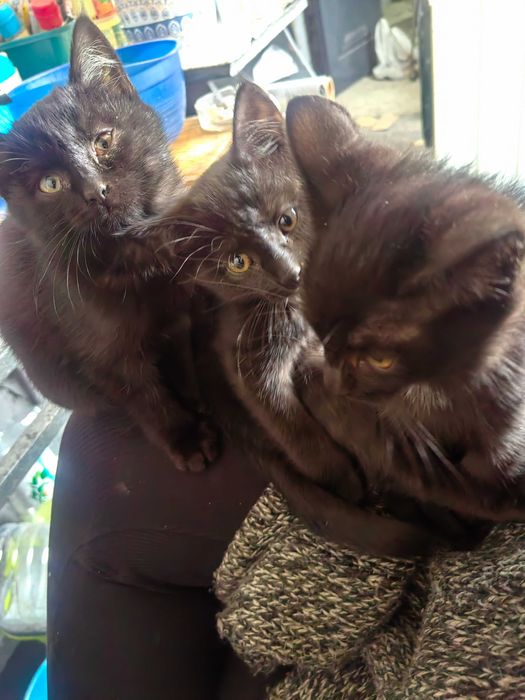 Отдам котят в добрые руки