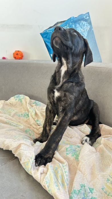 Дизайнерско Кане Корсо