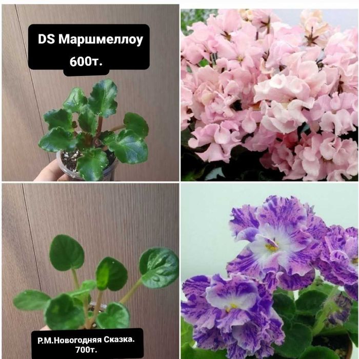 Продам детки сортовых фиалок