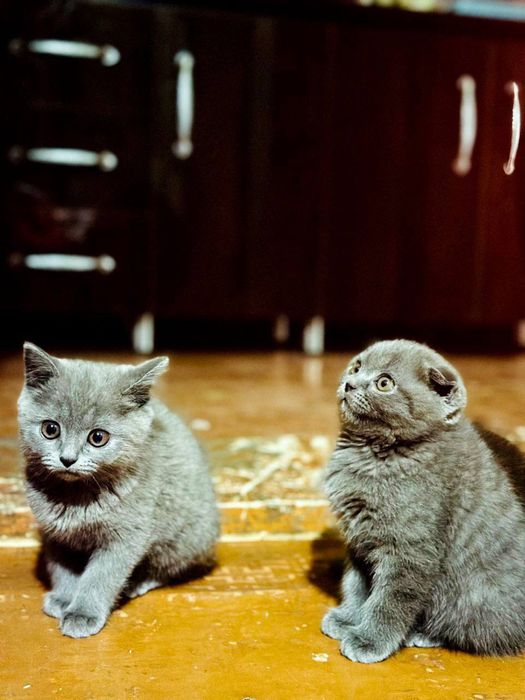 Британская короткошерстная кошка