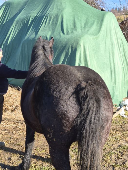 Iapa de vânzare în vârstă de aproape 3 ani