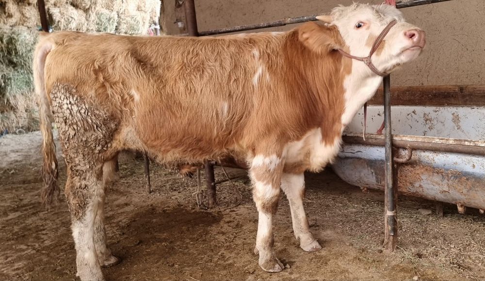 Buqa  semental buqacha