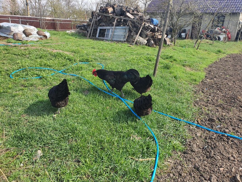 Famile găini austrolorp