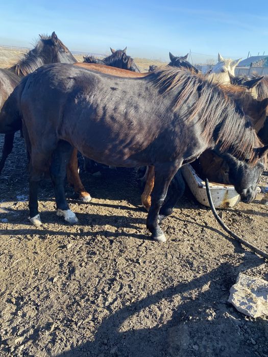 Продам полтарашек тай