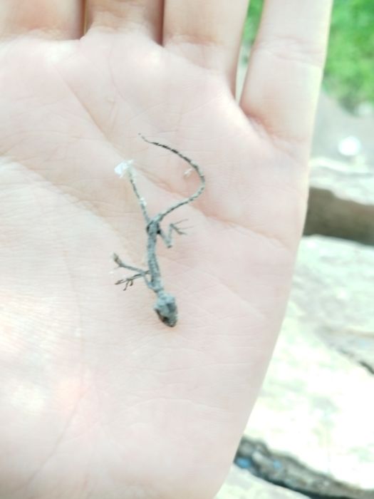 Скелет яширицы для биологов