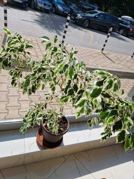 Фикус „Бенджамин“ шарени листа 1м.