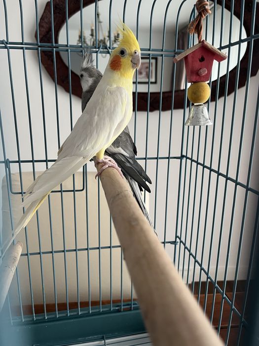 Vand 2 nimfe + cusca