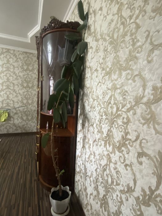 фикус каучуконосный (Ficus elastica).