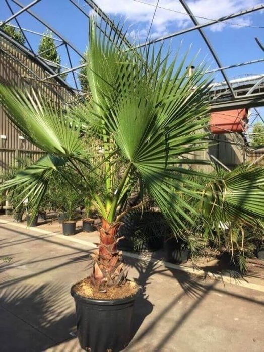 Palma daraxtlari bor