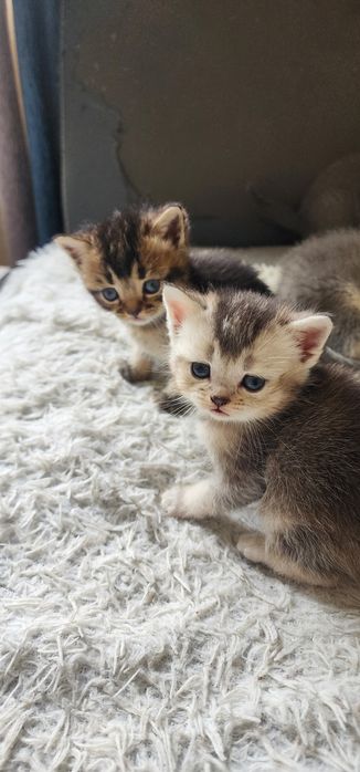 Продается котята