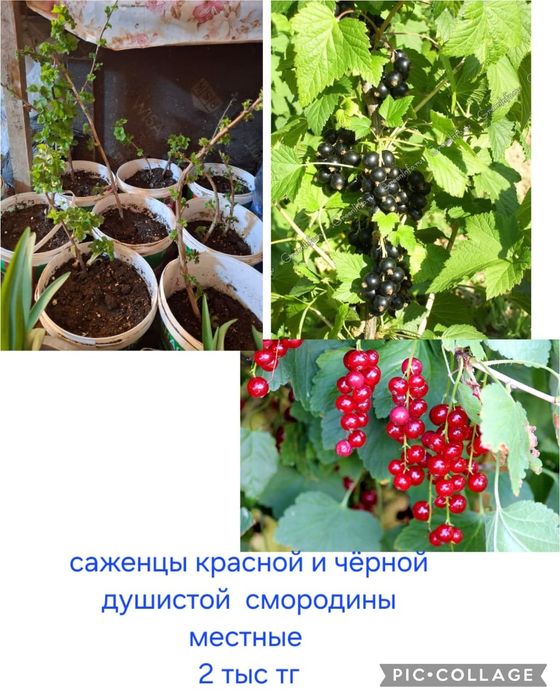 Многолетние цветы для сада