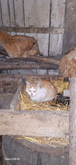 Adoptie  pisic 4 luni si pisica