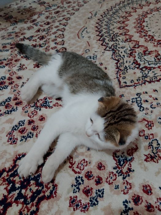 Котёнок шустрый игривый