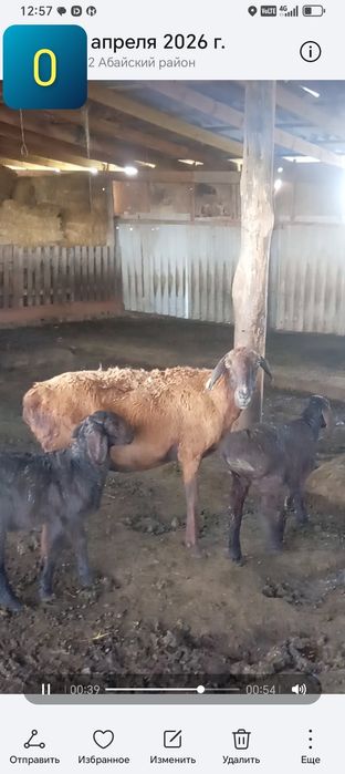 Козылы кой егиз  гиссар кошкар токты  гемпшир баран овцы