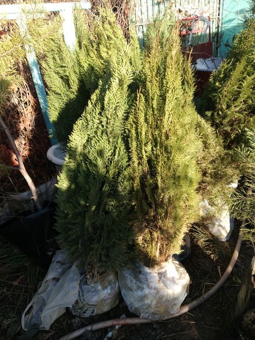 Продам можжевельник, сосна