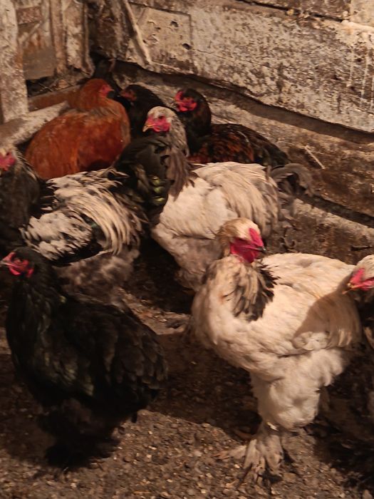Продам кур и петуха брамы.