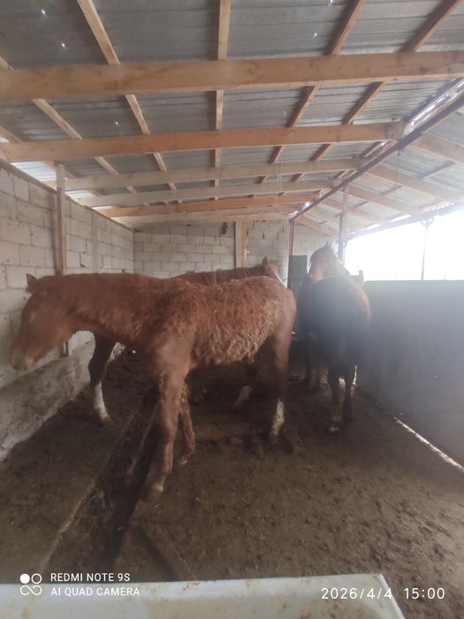 3 бас тай сатылады