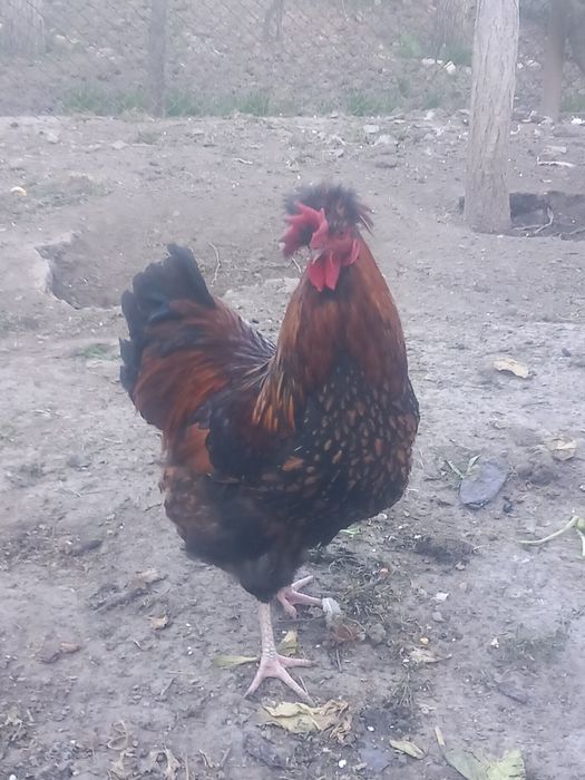 Cocos motat de vanzare