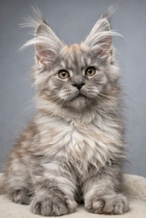 Шикарный Мейн -Кун дым !