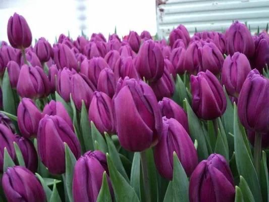 Тюльпаны 470тг/штука