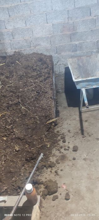 Mol porisi ugit sotiladi 1 labosi 200 ming