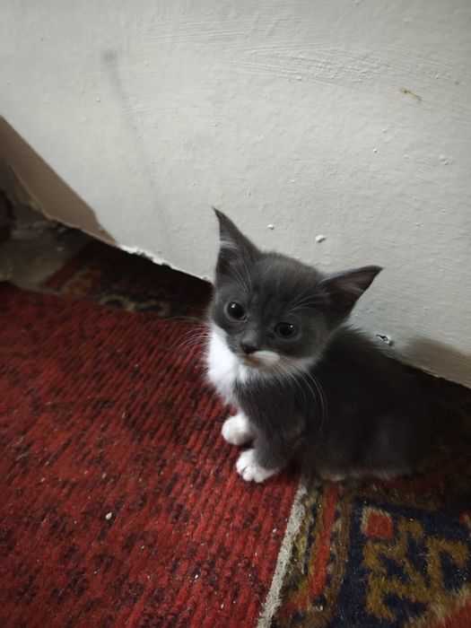 Продаётся котята