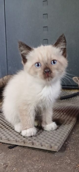 Отдадим котят в добрые руки