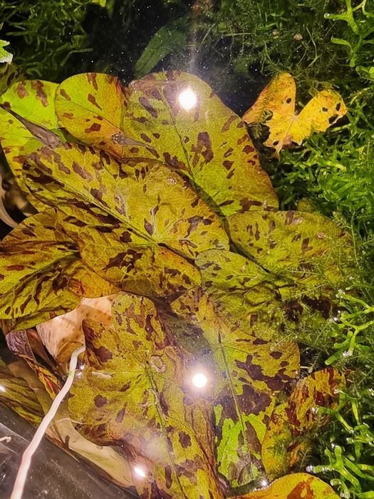 Nufar de acvariu in scoică, betta, moss