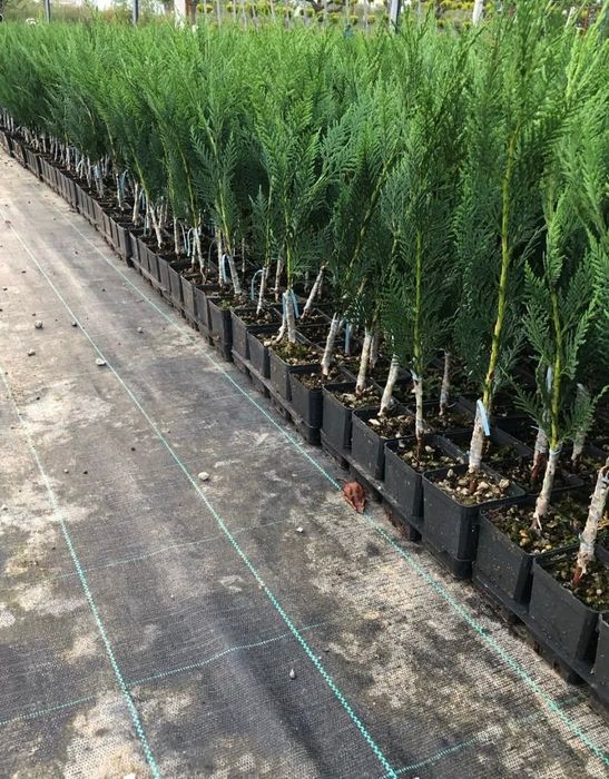 Leylandi 60-70 cm (Producator)