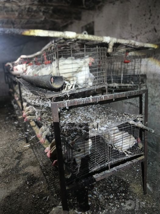Товук кафас сотилади ,холати яхши ,поилка ва охурлари бор .в коммлекте