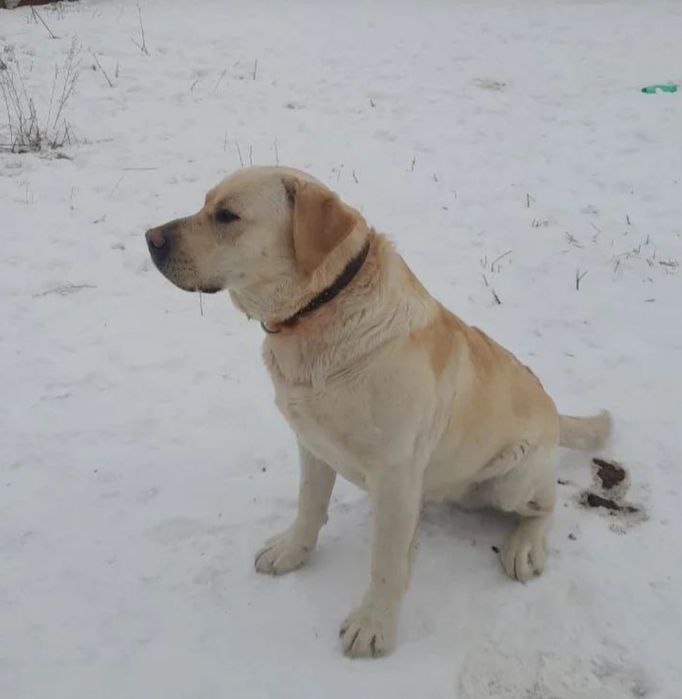 Вязка Лабрадор ретривер