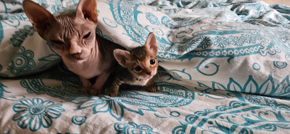 Продам   котенка