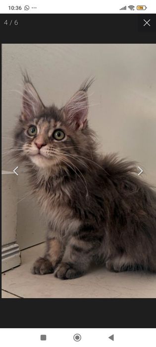 Продам котенка мейн куна