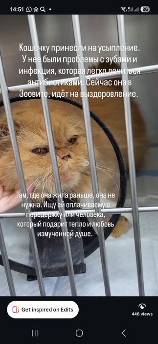 Персидская кошка ищет дом